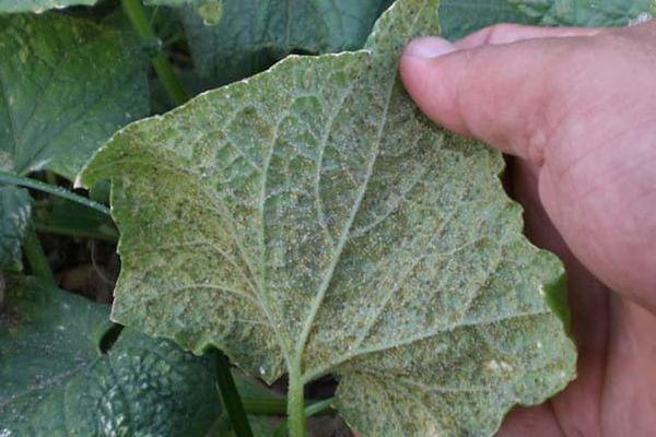 ศัตรูพืชบนใบ