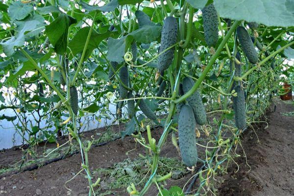 การปลูกแตงกวา