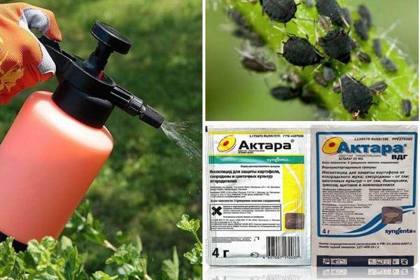 การพ่นด้วยอัคทารา