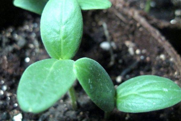 แตงกวาจากเมล็ด