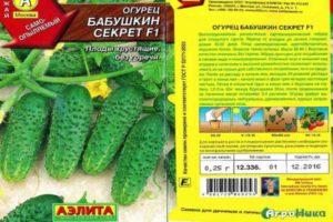คำอธิบายเกี่ยวกับแตงกวา Babushkin Sekret f1 และแนวทางการปลูกในเรือนกระจก