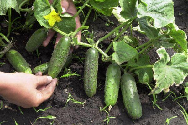 Cultiver des concombres
