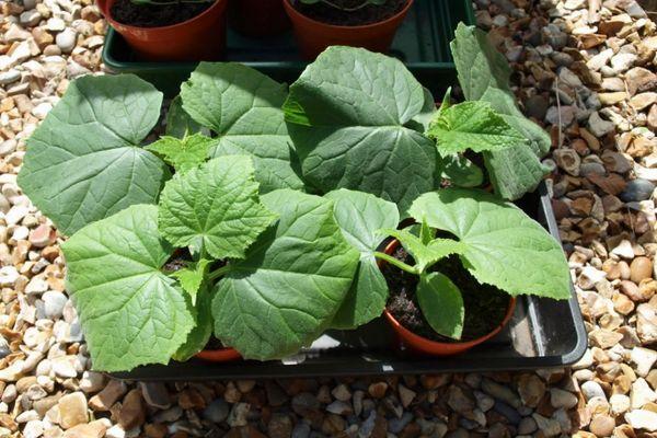 Description du concombre Babushkin Sekret f1 et directives de culture en serre