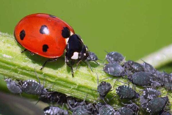 Coccinelle à sept points