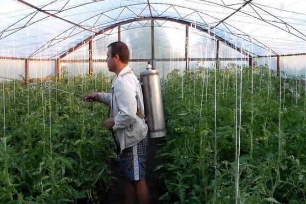 Pulvérisation de tomates