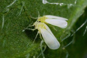 วิธีกำจัดและควบคุมแมลงหวี่ขาวในมะเขือเทศในเรือนกระจก