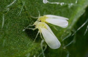 แมลงหวี่ขาวบนกลีบดอก