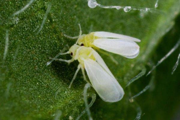 Aleurode sur les pétales