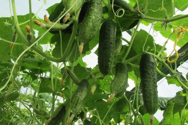 การปลูกแตงกวา