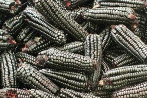 ประโยชน์ต่อสุขภาพของข้าวโพดดำและวิธีการปลูกในสวนของคุณ