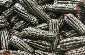 ผลไม้สีดำ