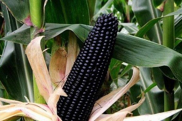 ประโยชน์ต่อสุขภาพของข้าวโพดดำและวิธีการปลูกในสวนของคุณ