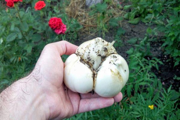 หัวกระเทียม