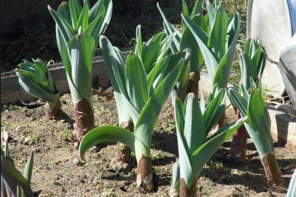 กระเทียมอ่อน