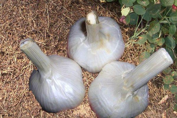 หัวกระเทียม