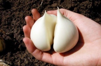 กระเทียมปอกเปลือก