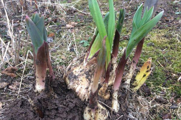 กระเทียมอ่อน