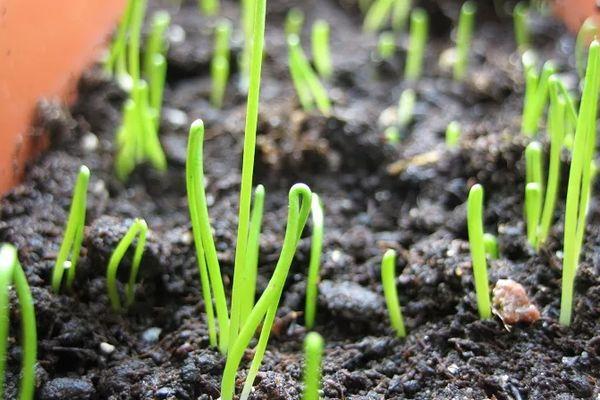 ต้นกล้าในดิน