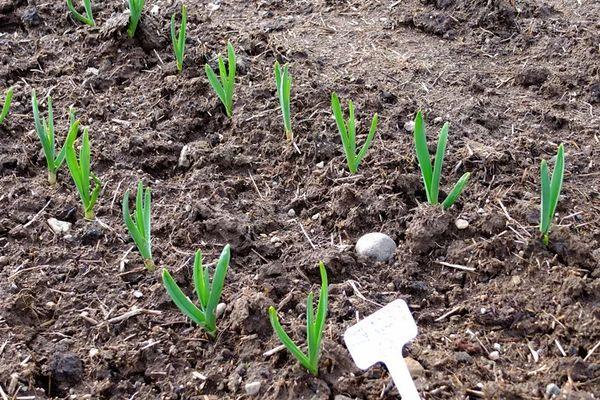 แปลงกระเทียม