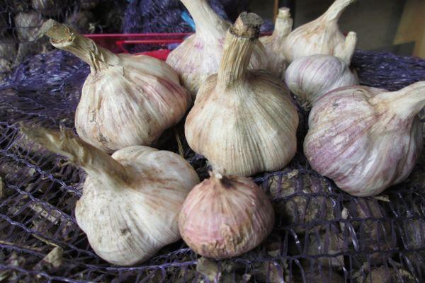 การปลูกกระเทียม