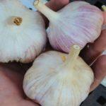 กระเทียมสามหัว