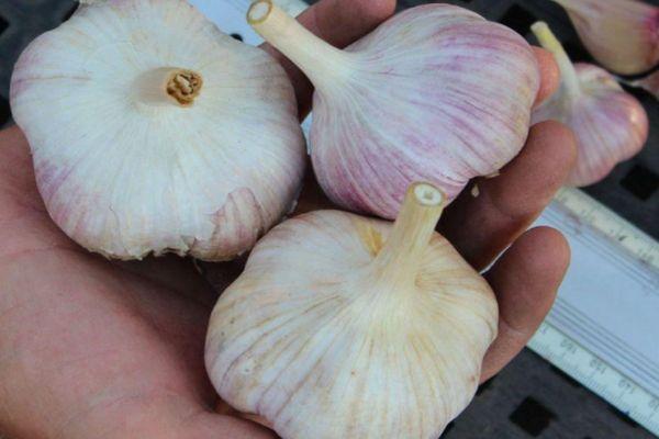 กระเทียมสามหัว