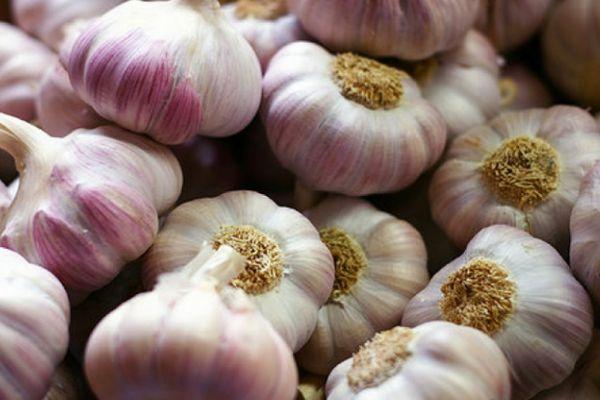 การเก็บเกี่ยวกระเทียม