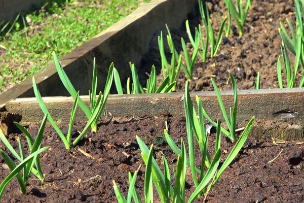 การปลูกกระเทียม