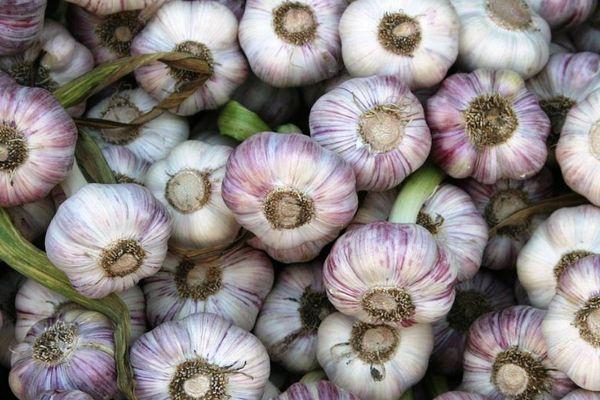 การเก็บเกี่ยวกระเทียม