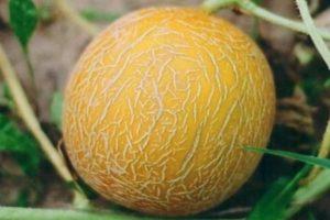 ลักษณะของแตงโมลูกผสม Aikido F1 และคุณสมบัติในการดูแลพันธุ์