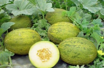 แตงโมอัลไต