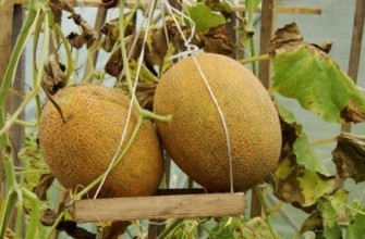 แตงโมสองลูก