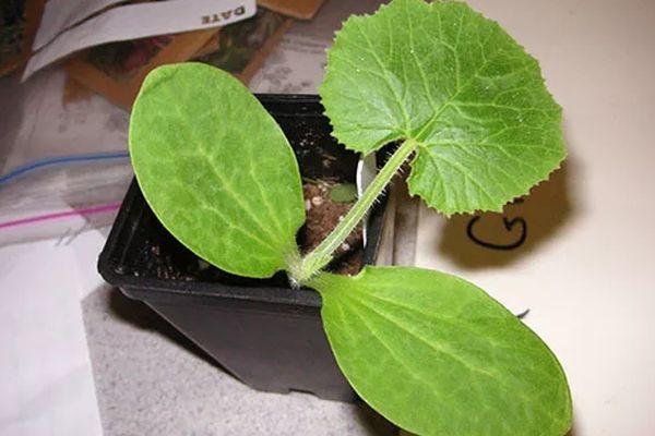 ต้นกล้าในกระถาง