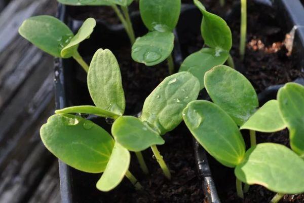 ต้นกล้าแตงโม