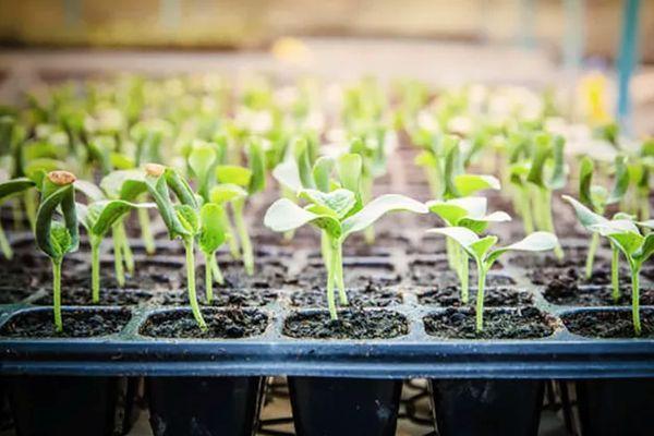 แตงสำหรับต้นกล้า