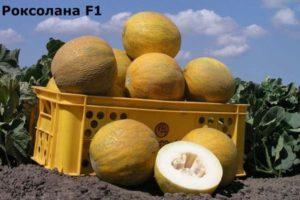 คำอธิบายเกี่ยวกับแตงโม Roxolana F1 วิธีการปลูกและการดูแลพืชผล