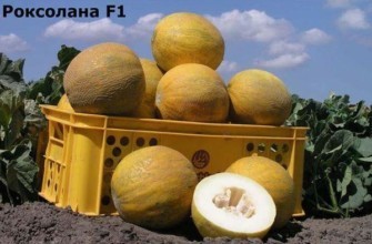 แตงโมลูกผสม