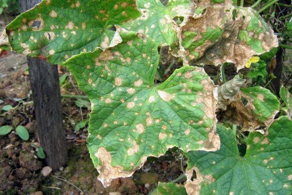 โรคแตงโม