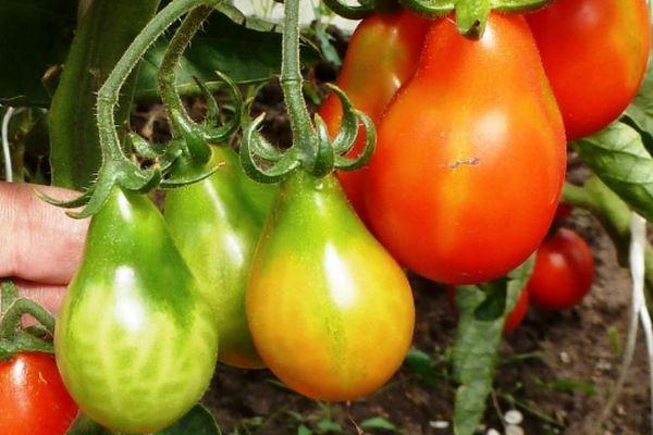 ต้นแพร์มอสโก)