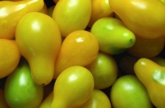 มะเขือเทศสีเหลือง