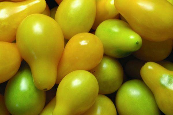 มะเขือเทศสีเหลือง