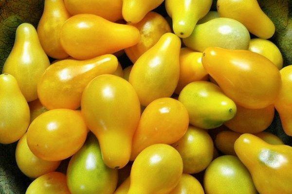 มะเขือเทศเชอร์รี่