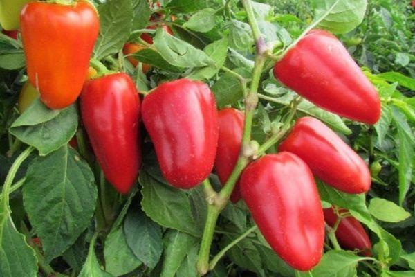 การแทรกแซงพริกไทย