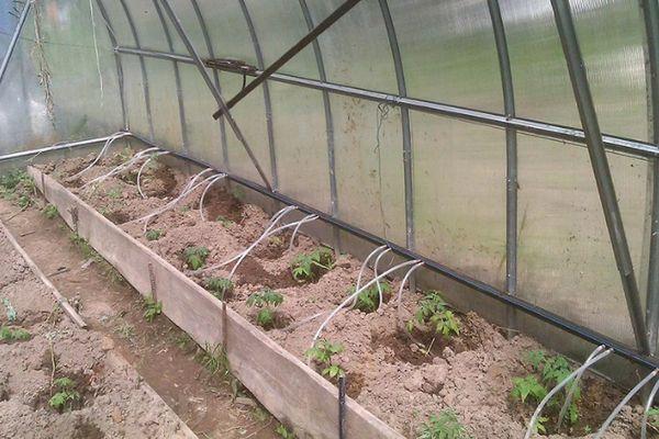 Goutteurs pour l'irrigation