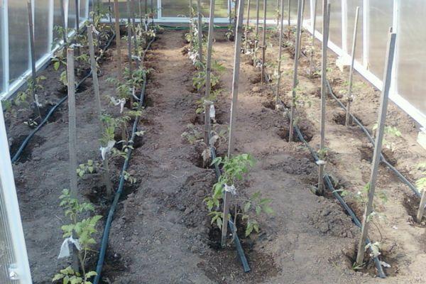 Comment fabriquer soi-même un système d'irrigation goutte à goutte pour les tomates dans une serre