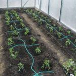 ระบบน้ำหยด