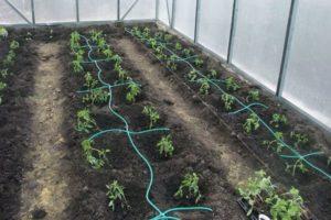 วิธีทำระบบน้ำหยดสำหรับมะเขือเทศในเรือนกระจกด้วยตัวเอง