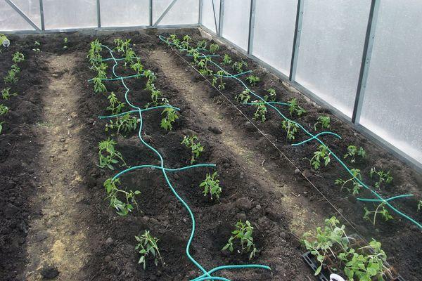 Irrigation goutte à goutte