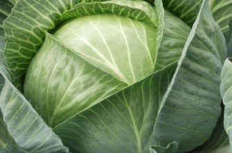 การปลูกกะหล่ำปลี
