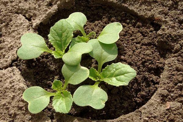 ต้นกล้าจากเมล็ด